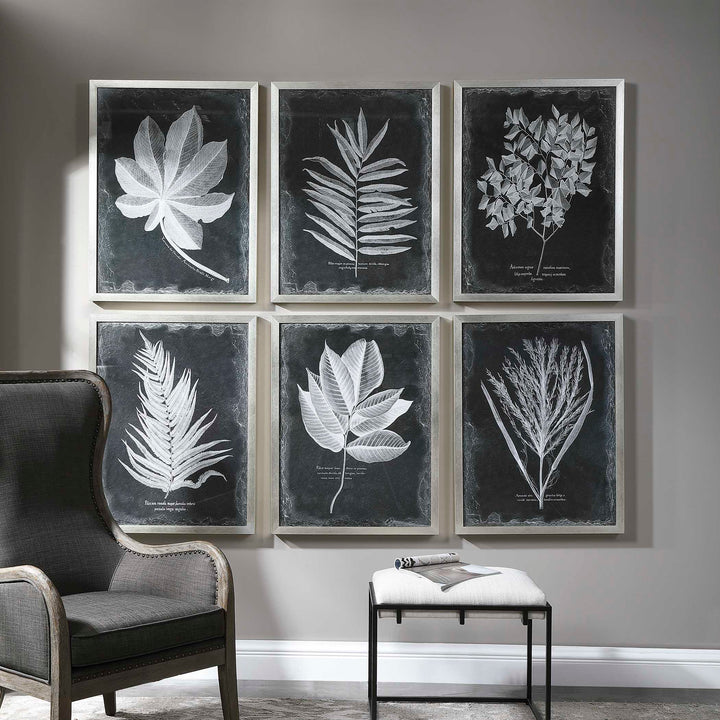 American Home Furniture Uttermost Foliage Framed Prints, Set of 6