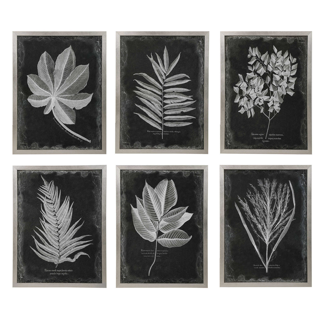 American Home Furniture Uttermost Foliage Framed Prints, Set of 6