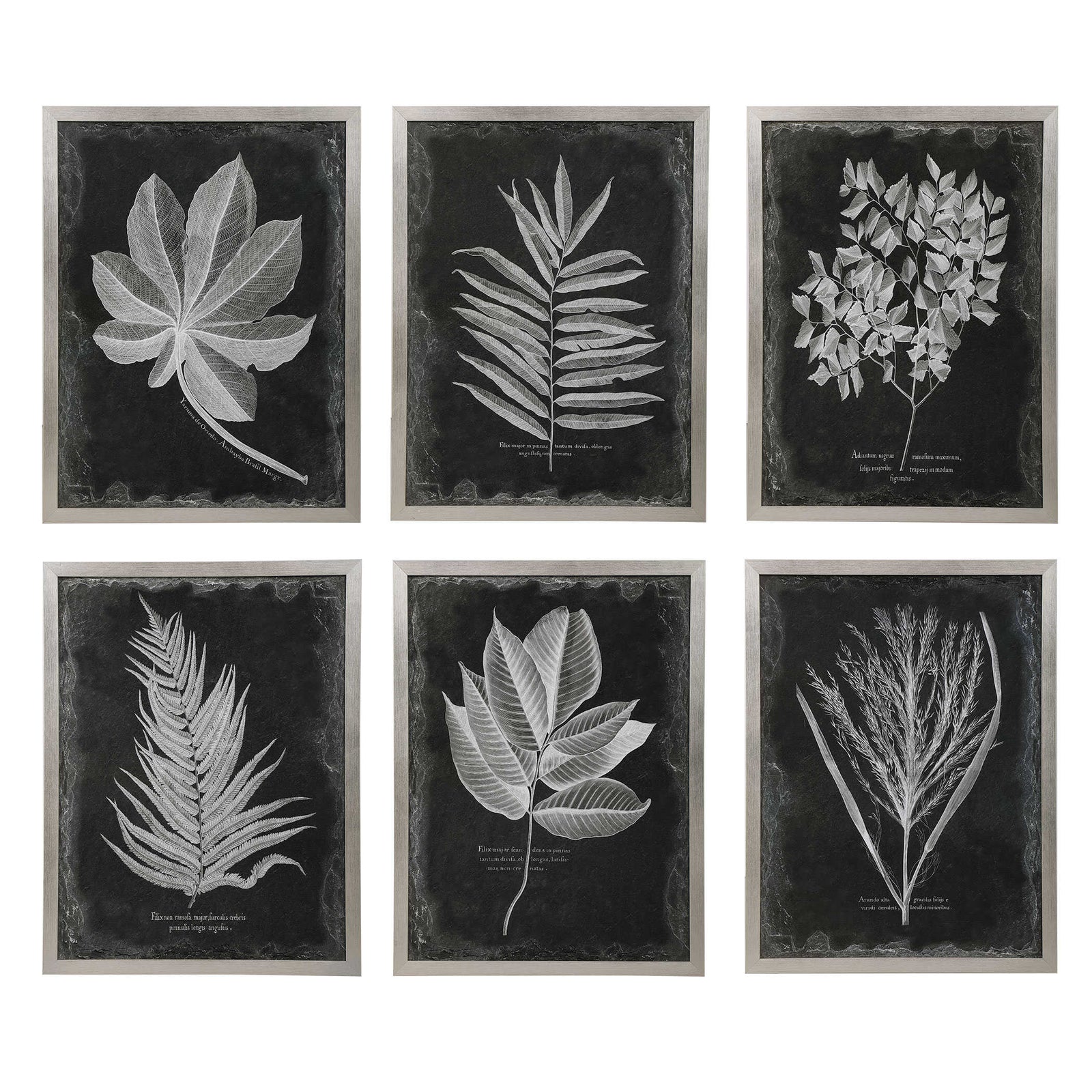 American Home Furniture Uttermost Foliage Framed Prints, Set of 6
