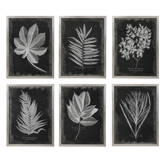 American Home Furniture Uttermost Foliage Framed Prints, Set of 6