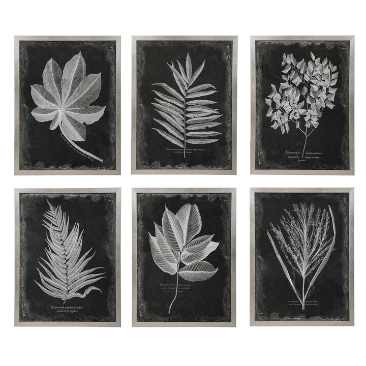 American Home Furniture Uttermost Foliage Framed Prints, Set of 6