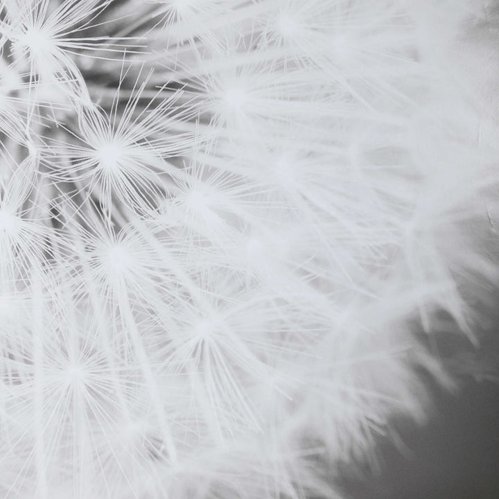 American Home Furniture Uttermost Dandelion Seedhead Framed Print