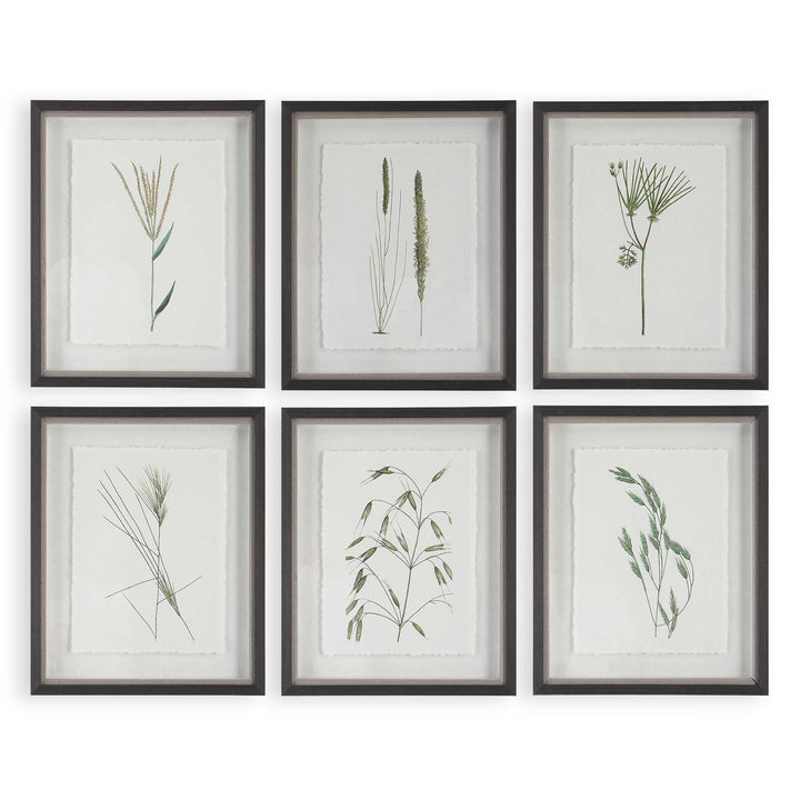 American Home Furniture Uttermost Forest Finds Framed Prints Set of 6