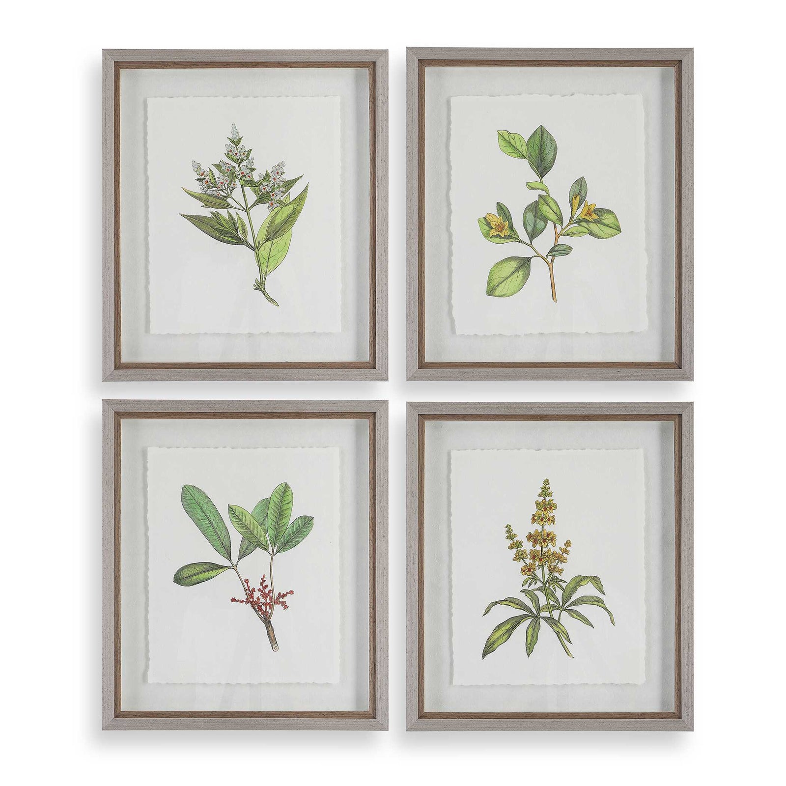American Home Furniture Uttermost Wildflower Study Framed Prints Set of 4