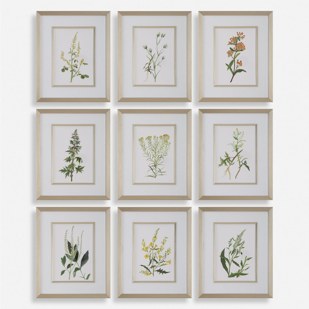 American Home Furniture | Uttermost - Botanical Flowers Framed Prints, S/9