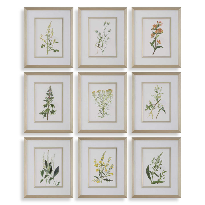 American Home Furniture Uttermost Botanical Flowers Framed Prints, S/9