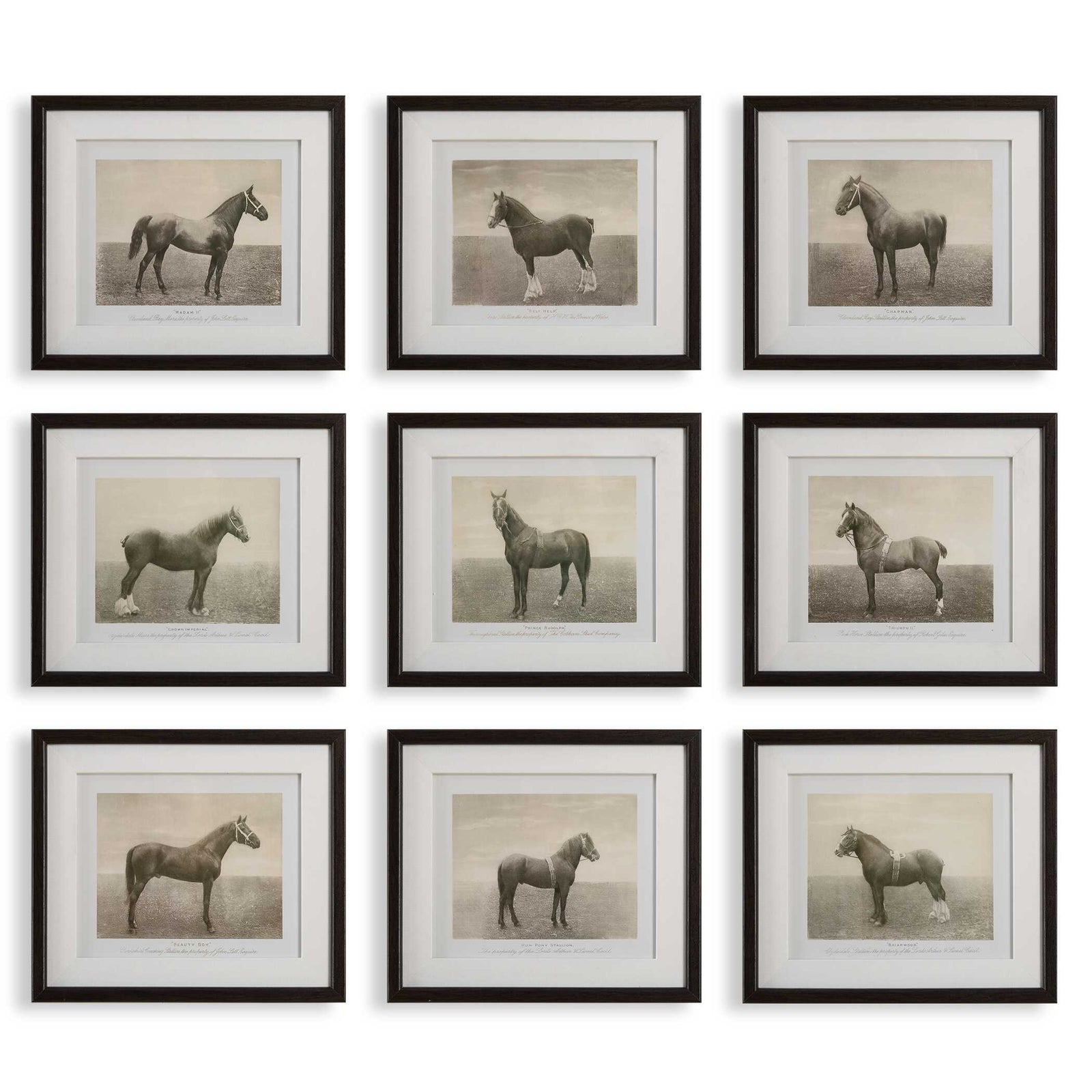 American Home Furniture Uttermost Equine Dynasty Framed Prints, S/9