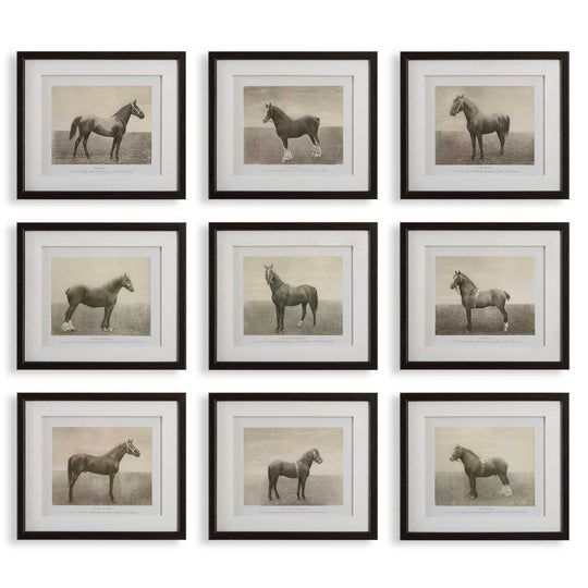 American Home Furniture Uttermost Equine Dynasty Framed Prints, S/9