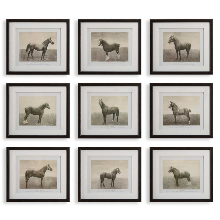 American Home Furniture Uttermost Equine Dynasty Framed Prints, S/9