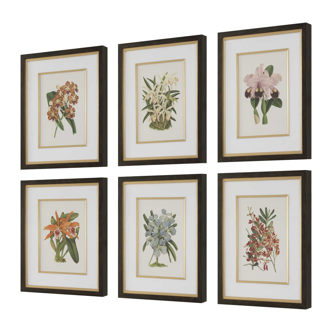 American Home Furniture Uttermost Orchid Botanical Framed Prints Set of 6