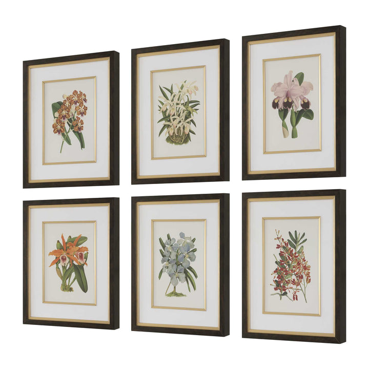 American Home Furniture Uttermost Orchid Botanical Framed Prints Set of 6