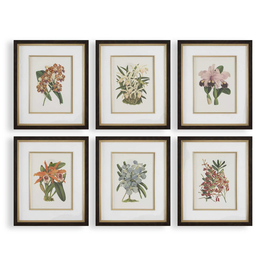 Orchid Botanical Framed Prints - Set of 6 - AmericanHomeFurniture