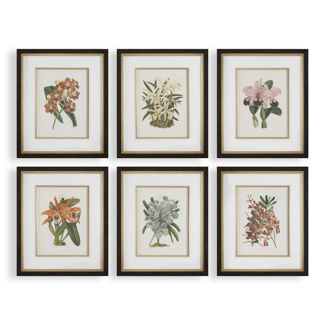 American Home Furniture Uttermost Orchid Botanical Framed Prints Set of 6