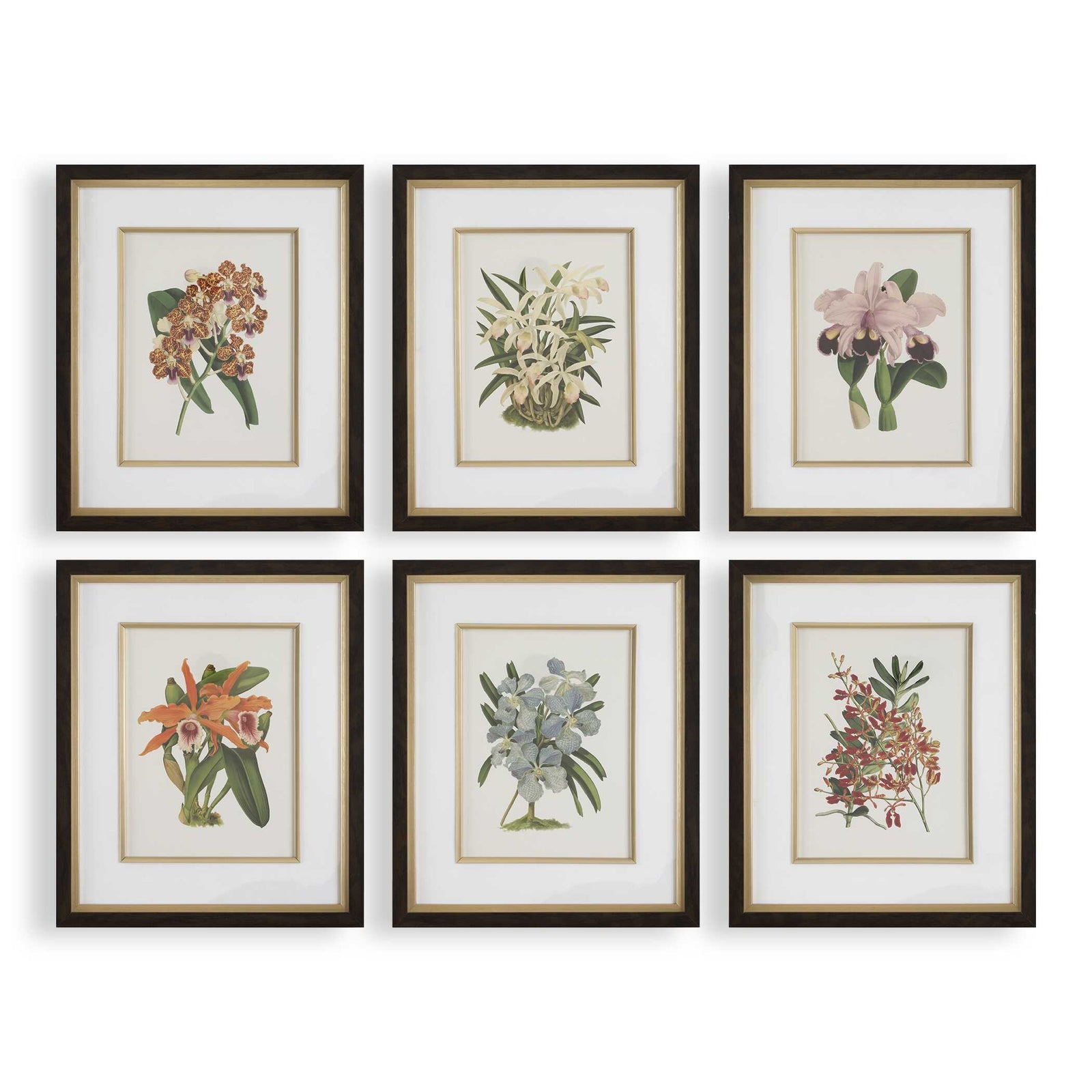 American Home Furniture Uttermost Orchid Botanical Framed Prints Set of 6