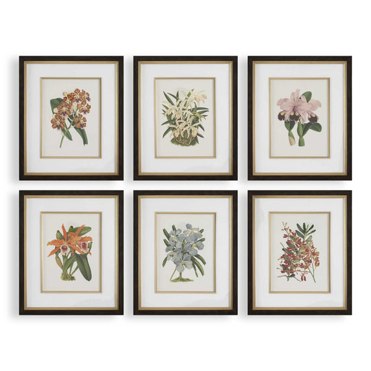American Home Furniture Uttermost Orchid Botanical Framed Prints Set of 6