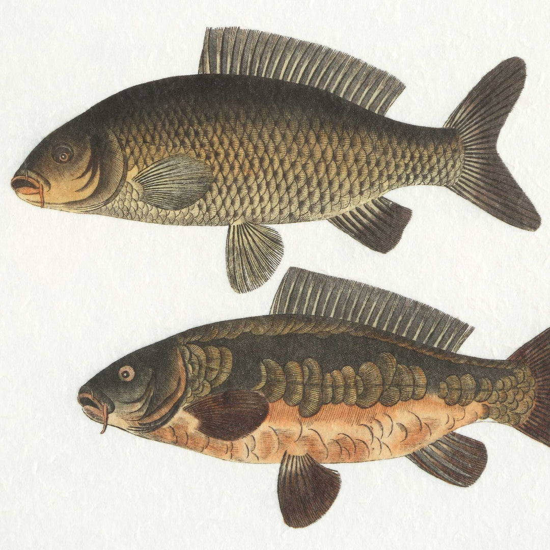 American Home Furniture Uttermost The Catch Framed Fish Prints Set of 2