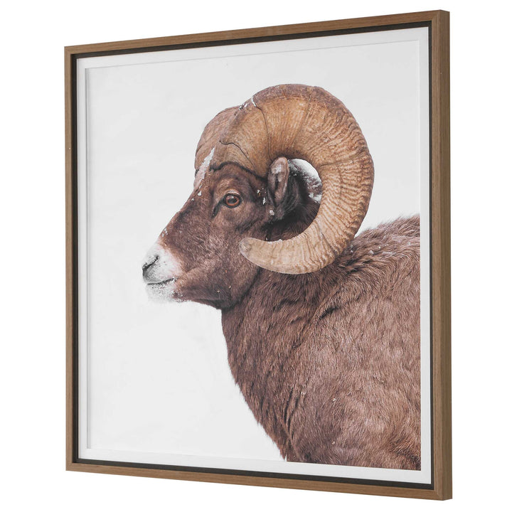 Big Horn Sheep Framed Print