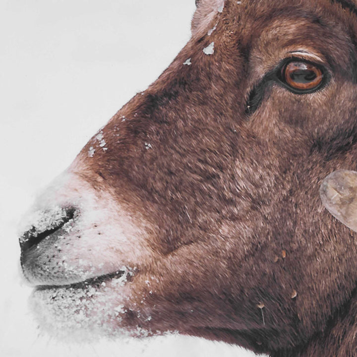 Big Horn Sheep Framed Print