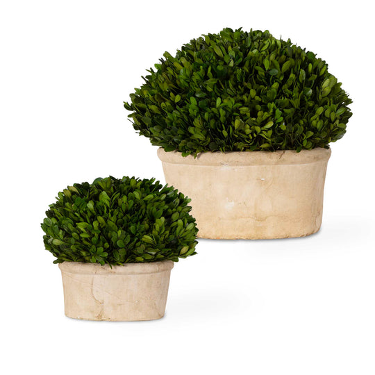 American Home Furniture Uttermost Oval Domes Preserved Boxwood Set/2