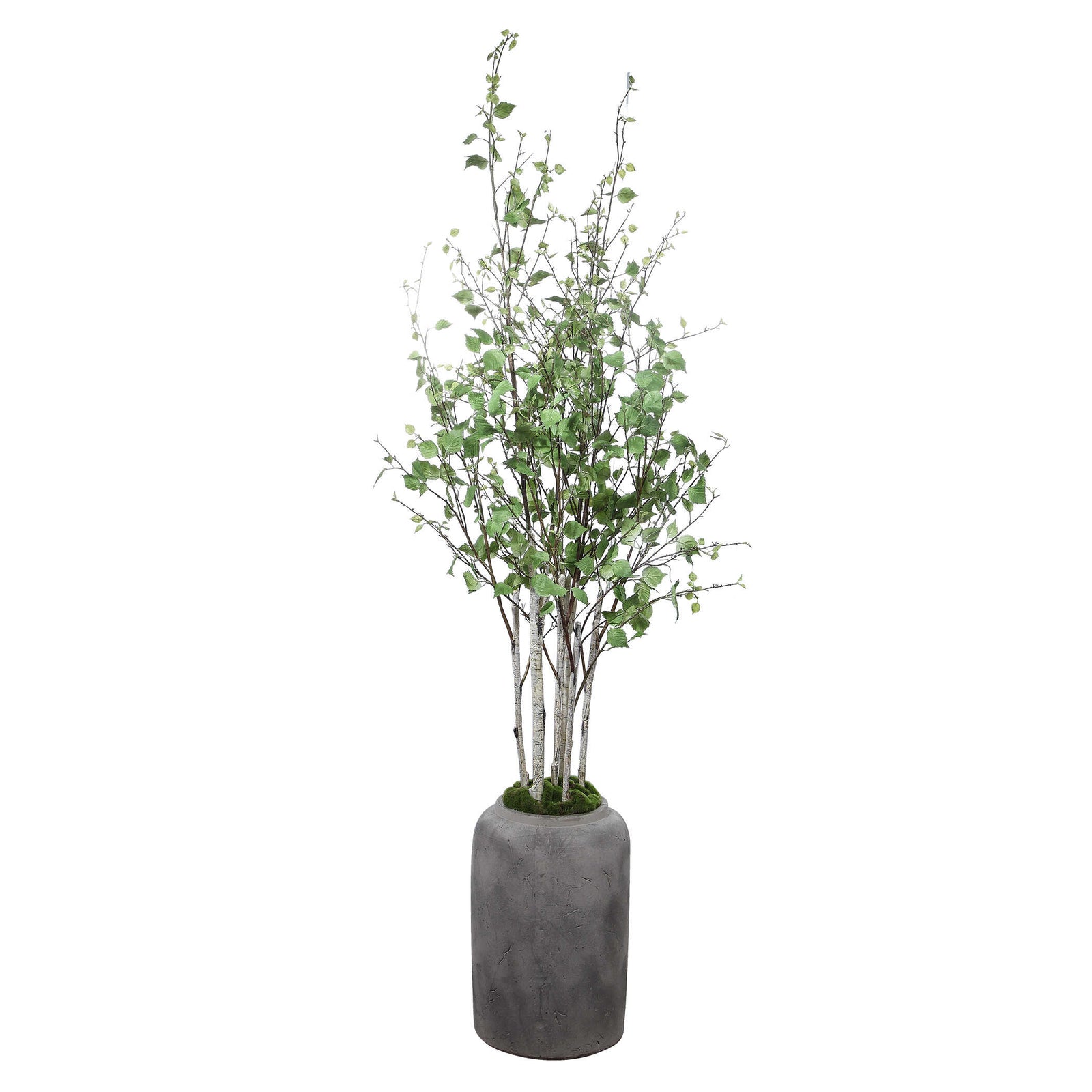 American Home Furniture Uttermost Aldis Potted River Birch