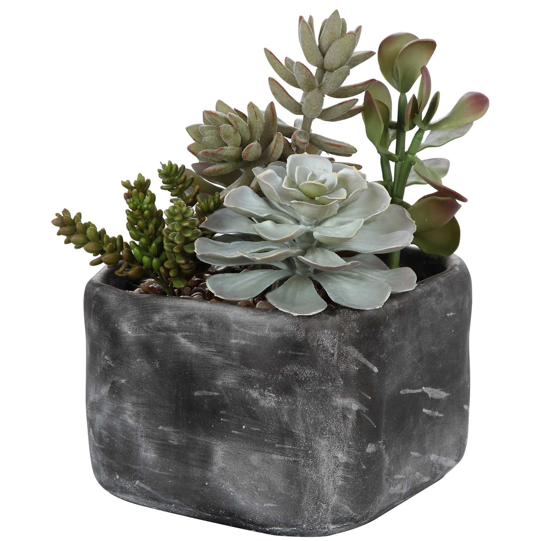 American Home Furniture Uttermost Alverio Desert Garden Succulents