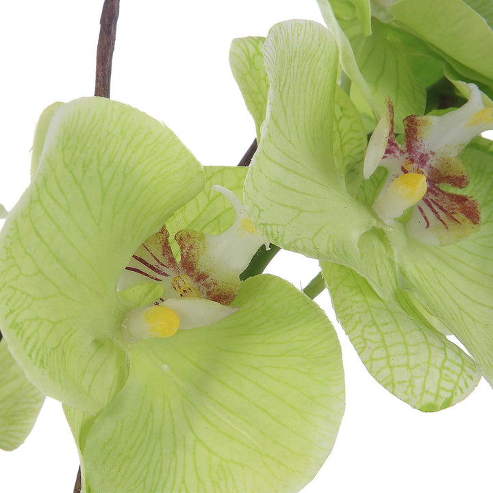 American Home Furniture Uttermost Valdive Orchid