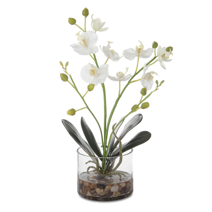 Glory Orchid