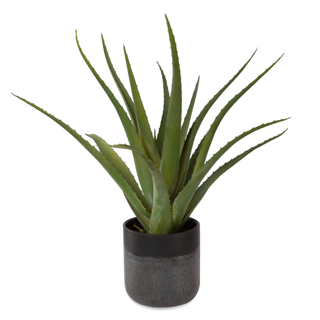 American Home Furniture Uttermost Tucson Aloe Planter