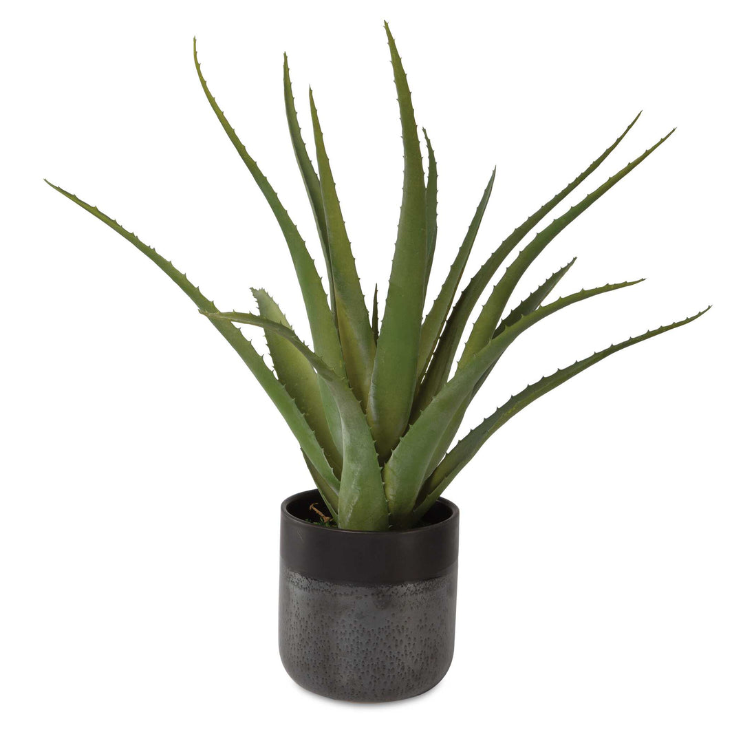 American Home Furniture Uttermost Tucson Aloe Planter