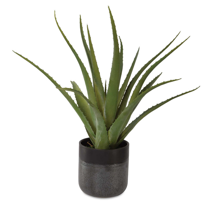 American Home Furniture Uttermost Tucson Aloe Planter
