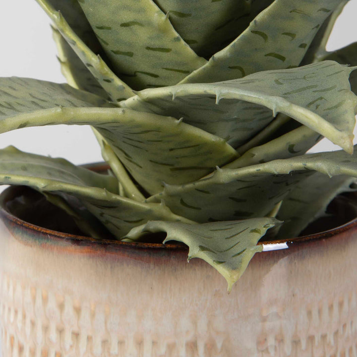 American Home Furniture Uttermost Seaside Succulents Set of 2