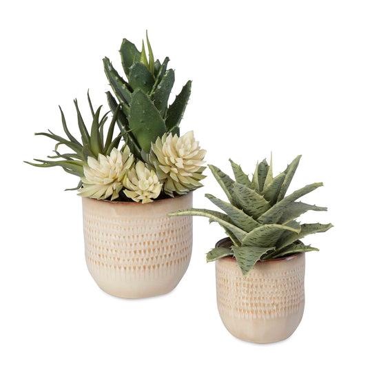 American Home Furniture Uttermost Seaside Succulents Set of 2