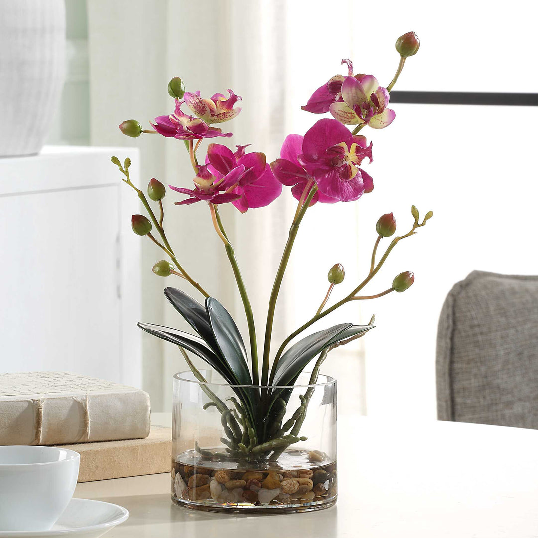 Glory Fuchsia Orchid