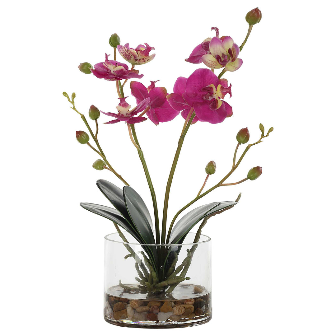 Glory Fuchsia Orchid