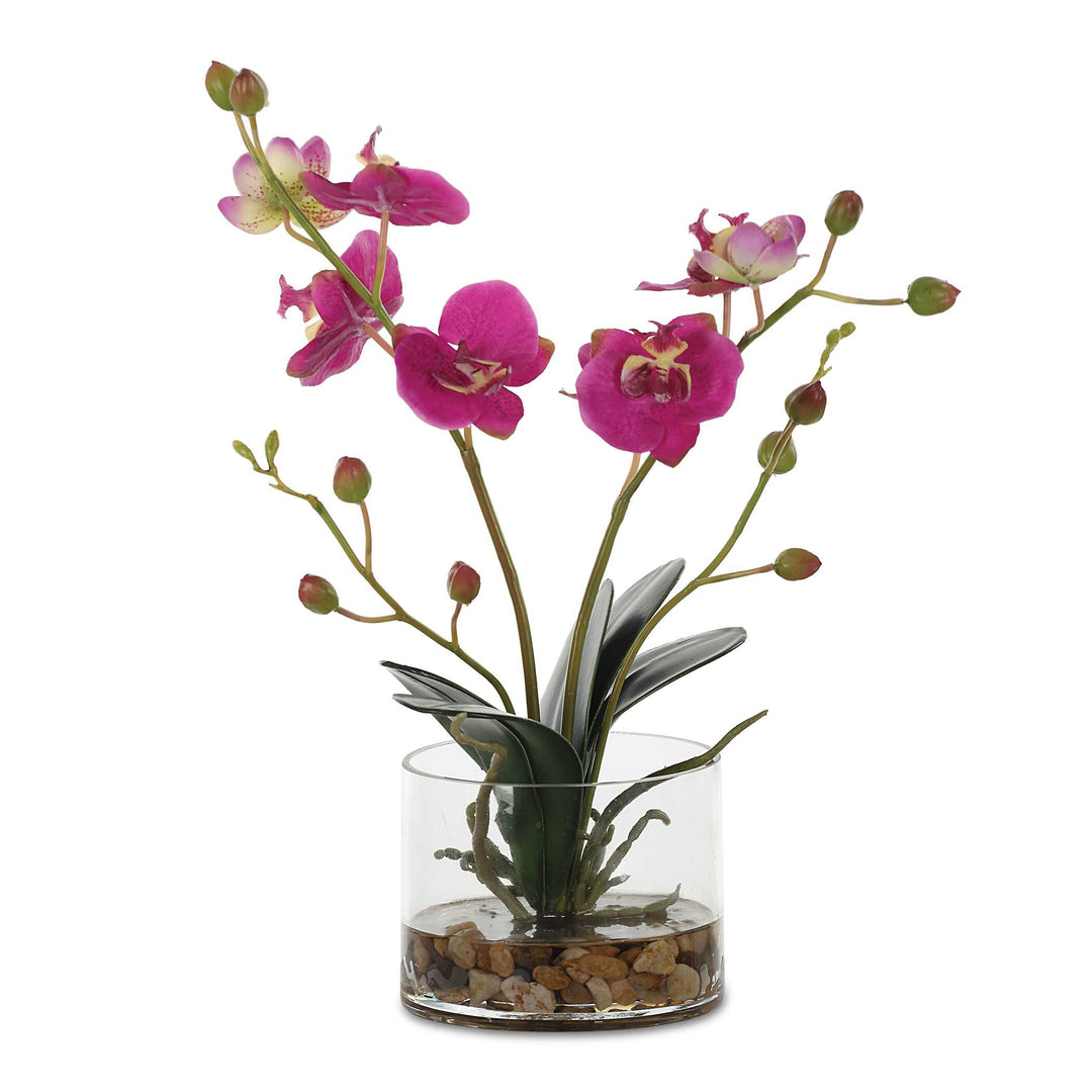 Glory Fuchsia Orchid