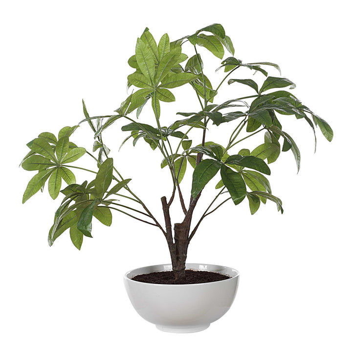 American Home Furniture Uttermost Pachira Money Tree