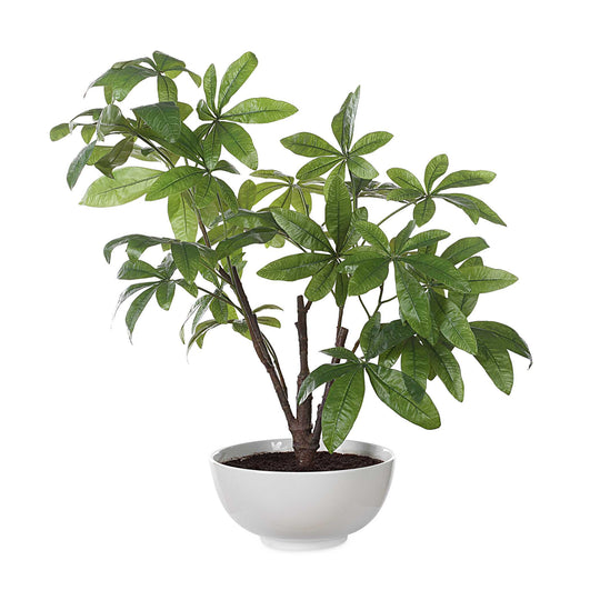American Home Furniture Uttermost Pachira Money Tree