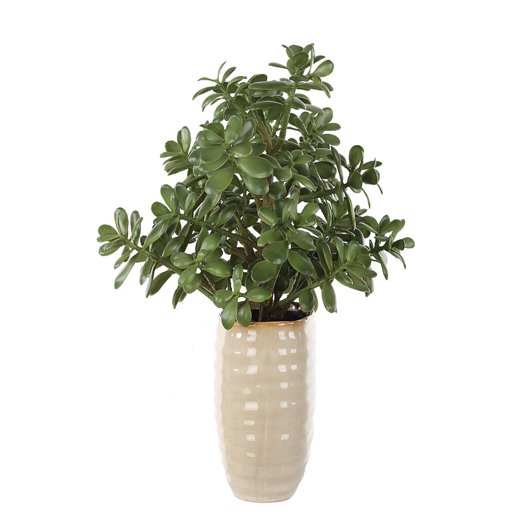 American Home Furniture Uttermost Crassula Jade Accent Plant