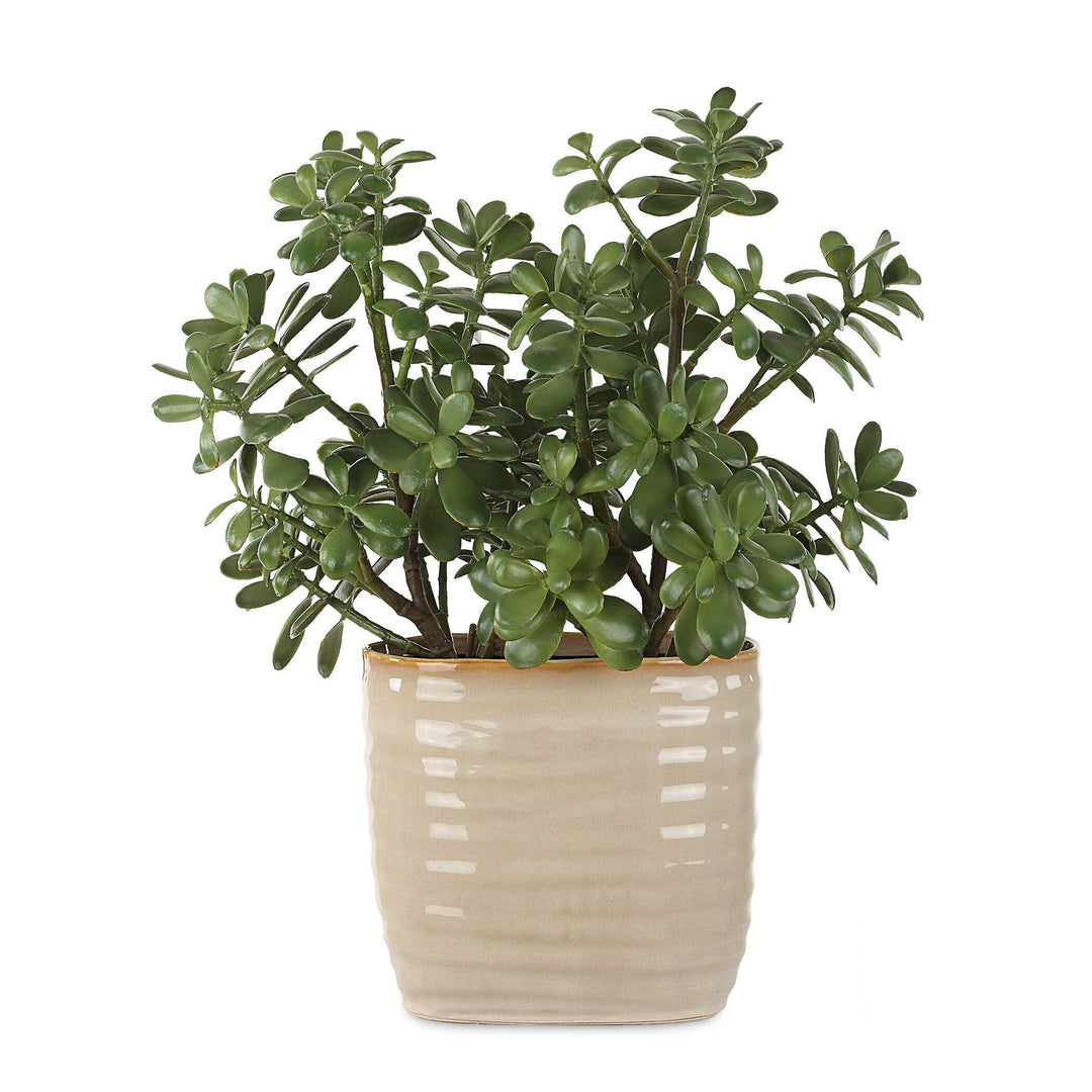 Crassula Jade Accent Plant - AmericanHomeFurniture