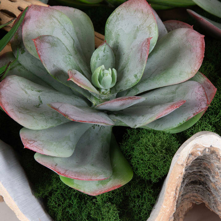 American Home Furniture Uttermost Seaside Breeze Succulents