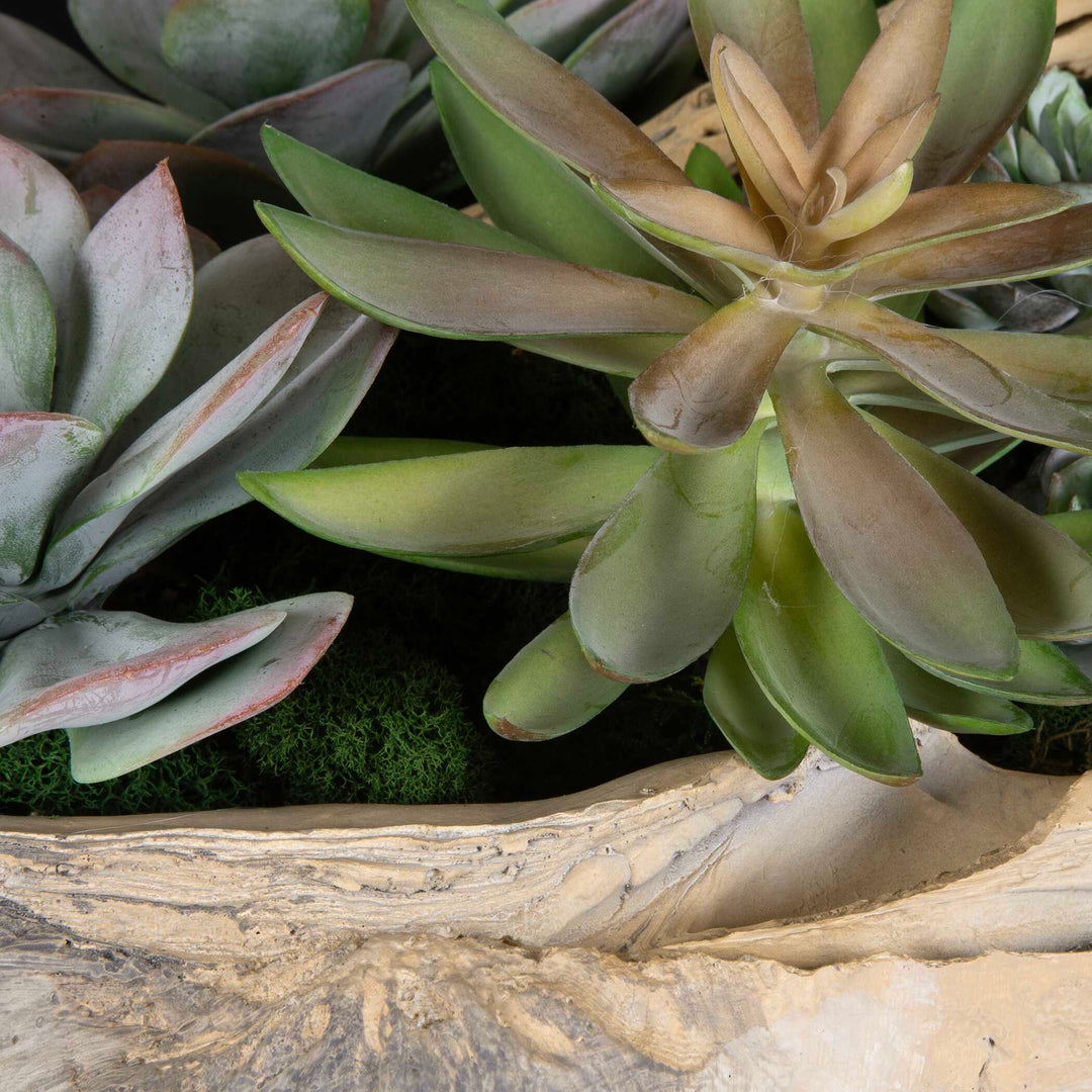 American Home Furniture Uttermost Seaside Breeze Succulents