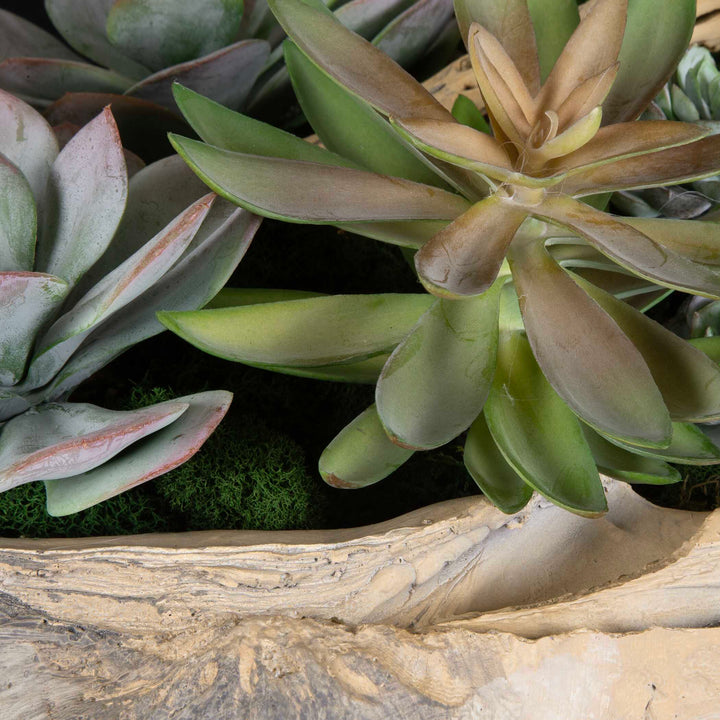 American Home Furniture Uttermost Seaside Breeze Succulents