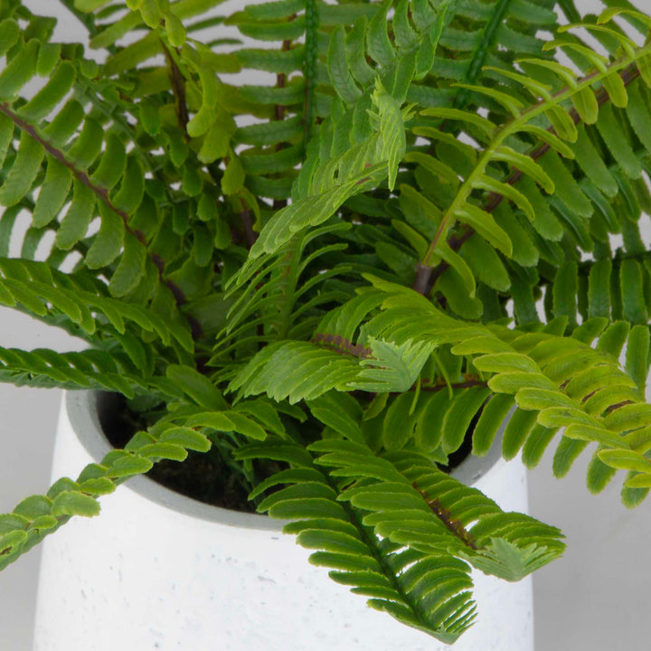 American Home Furniture Uttermost Boston Fern In White Ceramic Pot