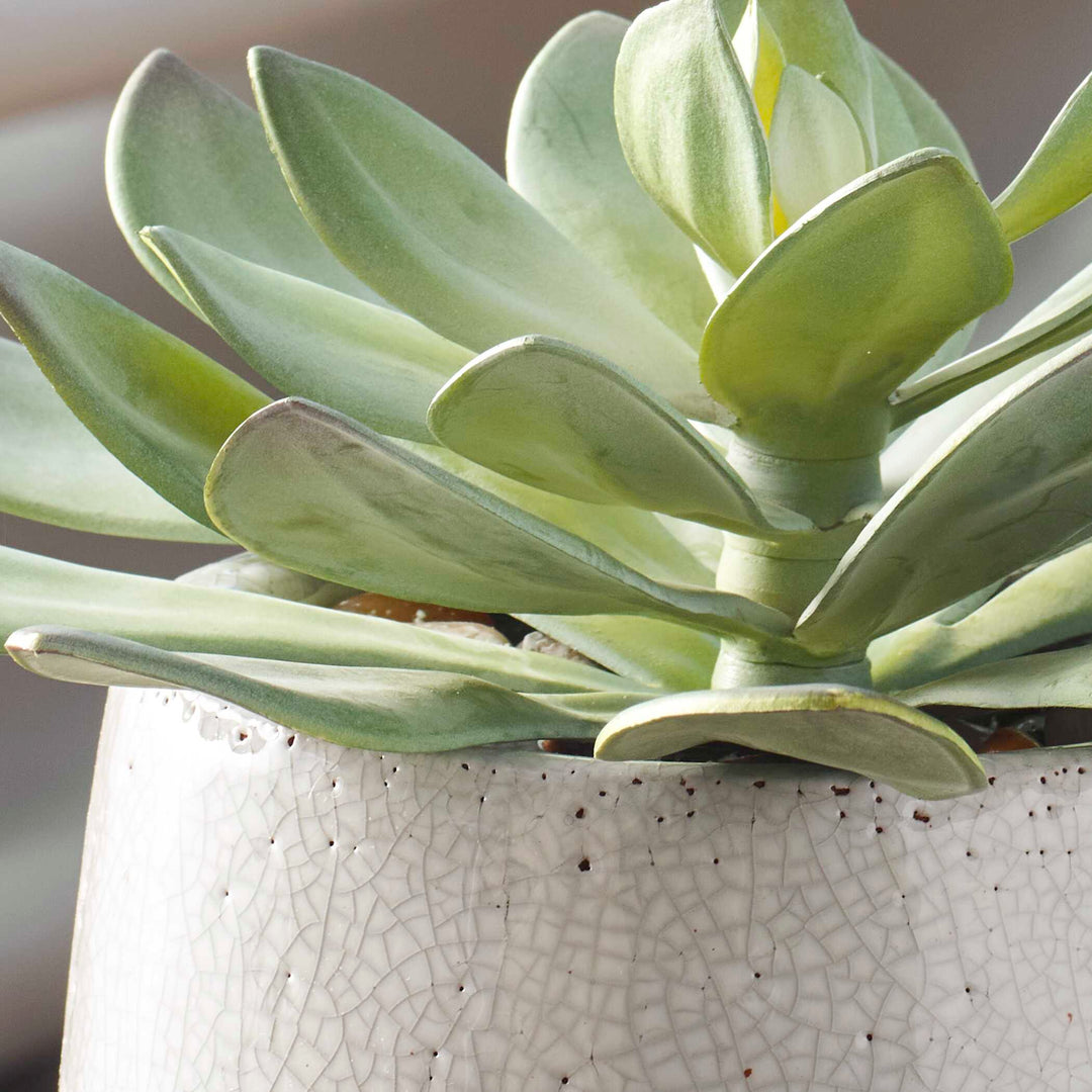 American Home Furniture Uttermost Dudleya Gray Outdoor Succulent