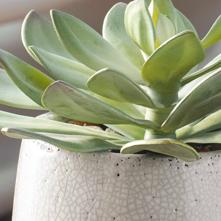 American Home Furniture Uttermost Dudleya Gray Outdoor Succulent