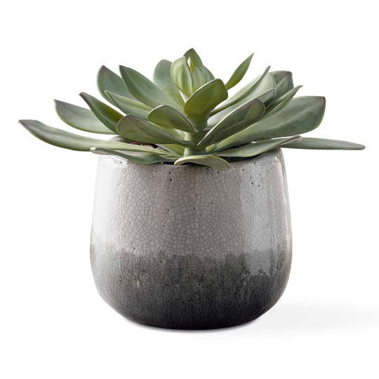 American Home Furniture Uttermost Dudleya Gray Outdoor Succulent