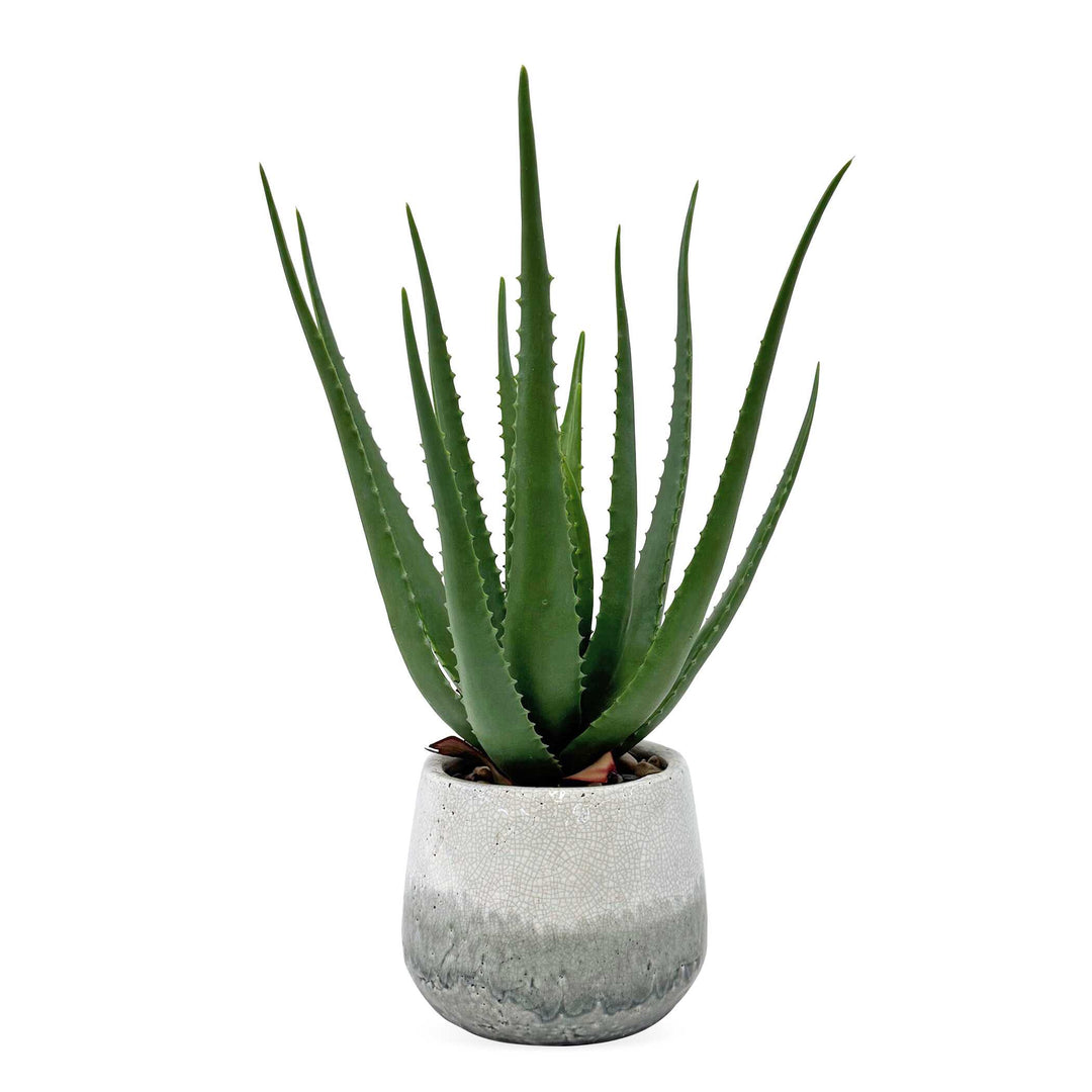 Veranda Indoor-Outdoor Aloe Plant