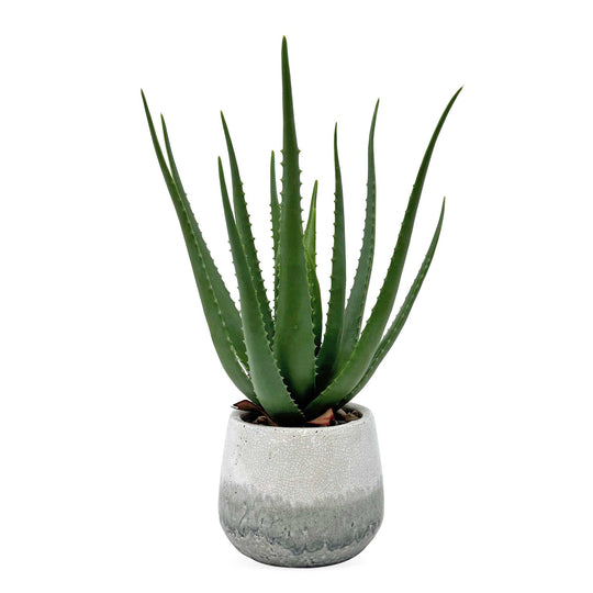 Veranda Indoor-Outdoor Aloe Plant