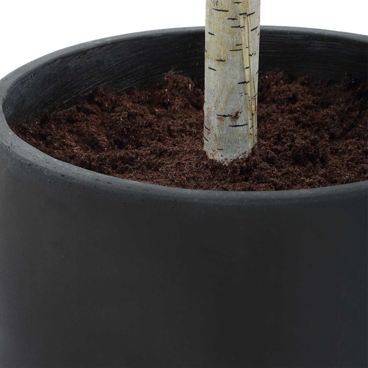 Boreal Potted Birch Tree