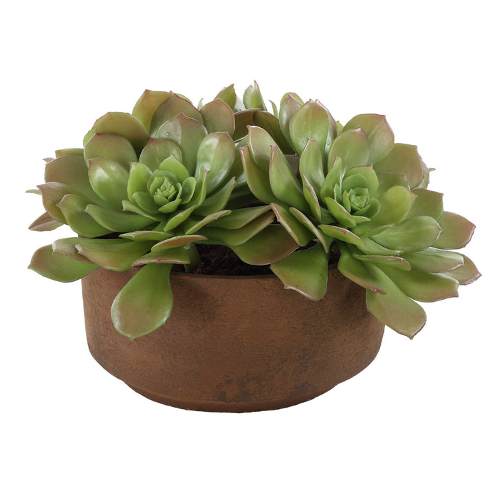 Sable Succulent Accent in Pot